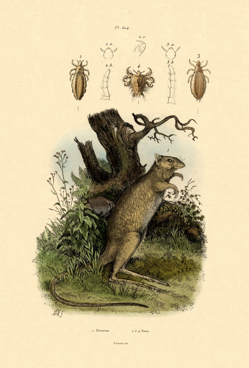 Rattenkänguru, 1833-39 von French School