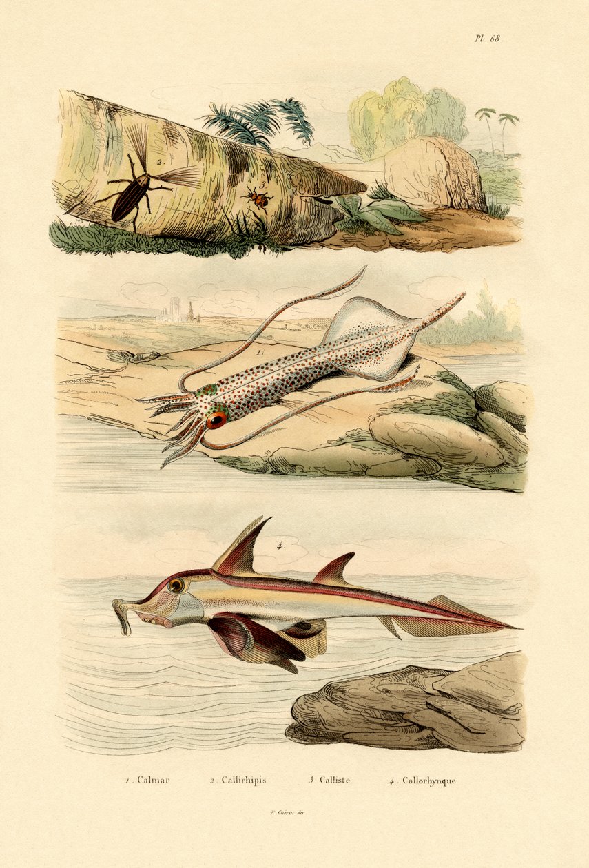 Tintenfisch von French School