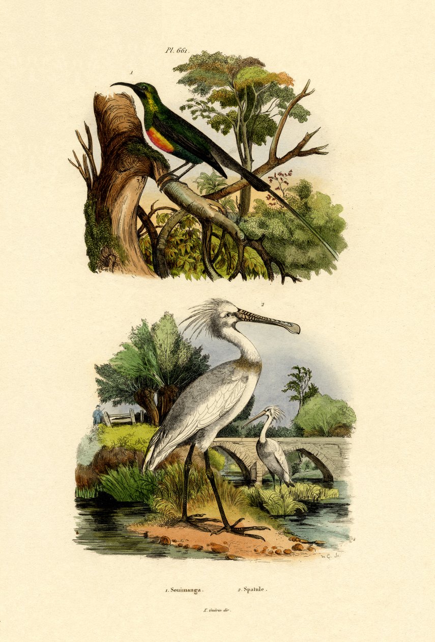 Sonnenvogel von French School