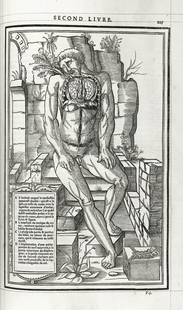 Anatomische Illustration, 1546 von French School