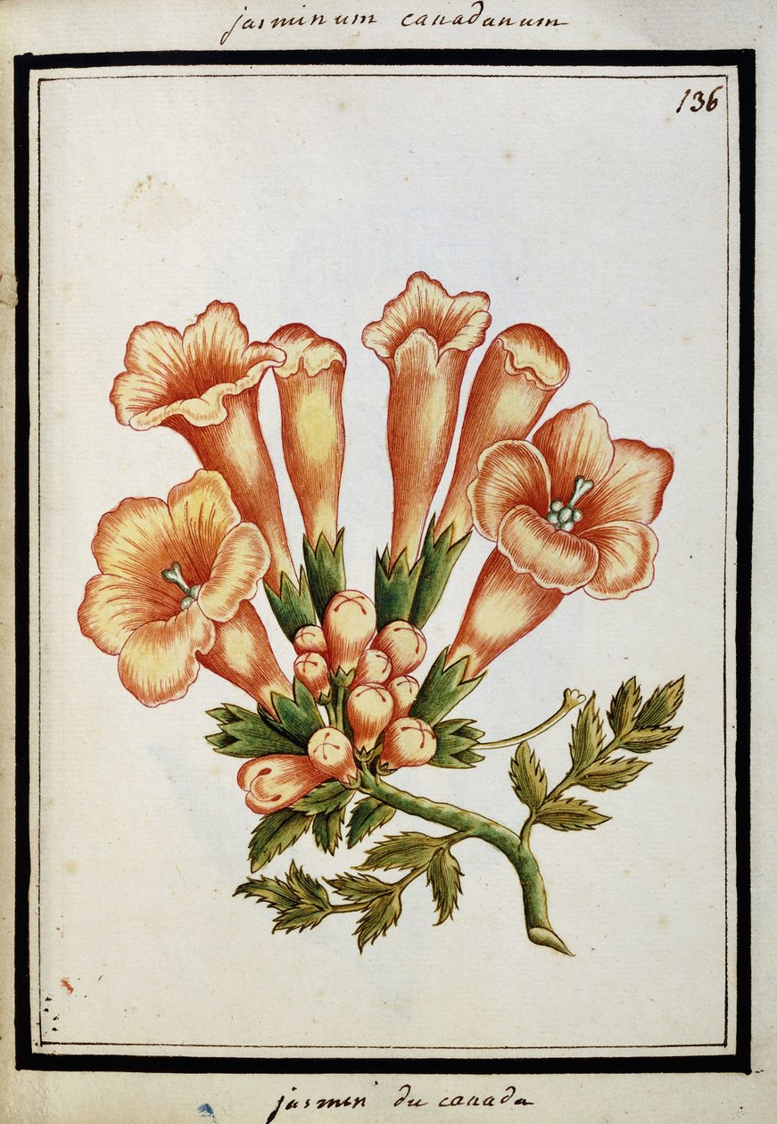 Kanadischer Jasmin, ca. 1700 von French School