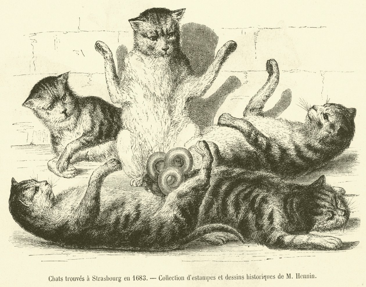 Katzen gefunden in Straßburg im Jahr 1683 von French School