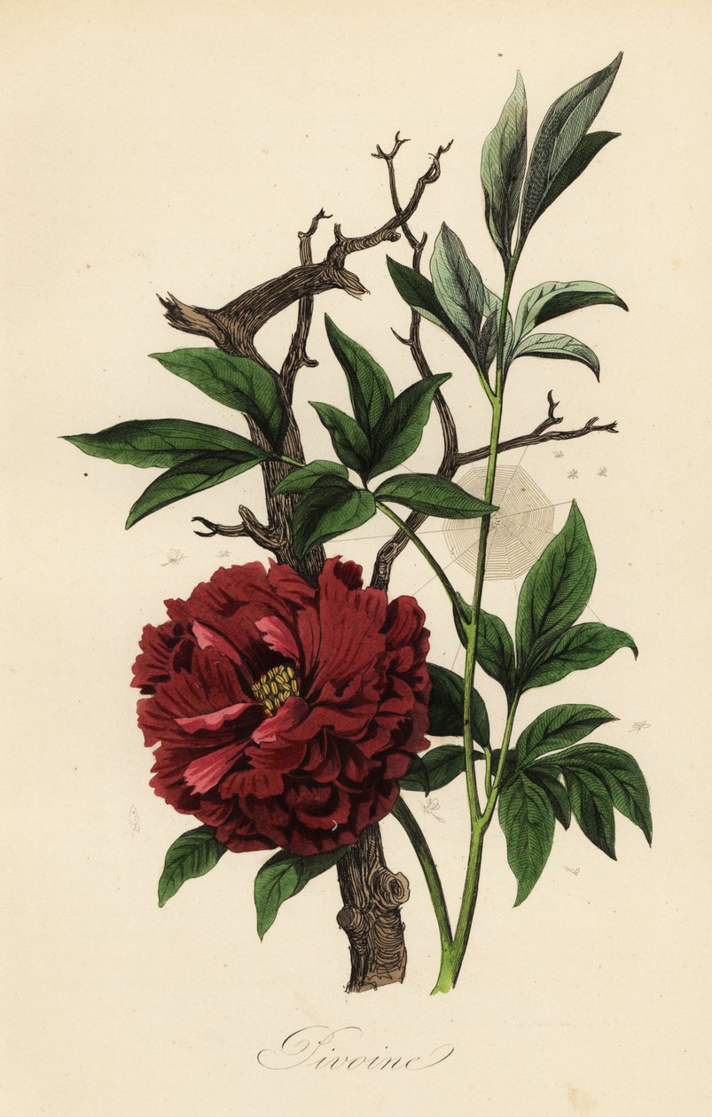 Gemeine Pfingstrose, Paeonia officinalis, mit Spinnennetz von French School
