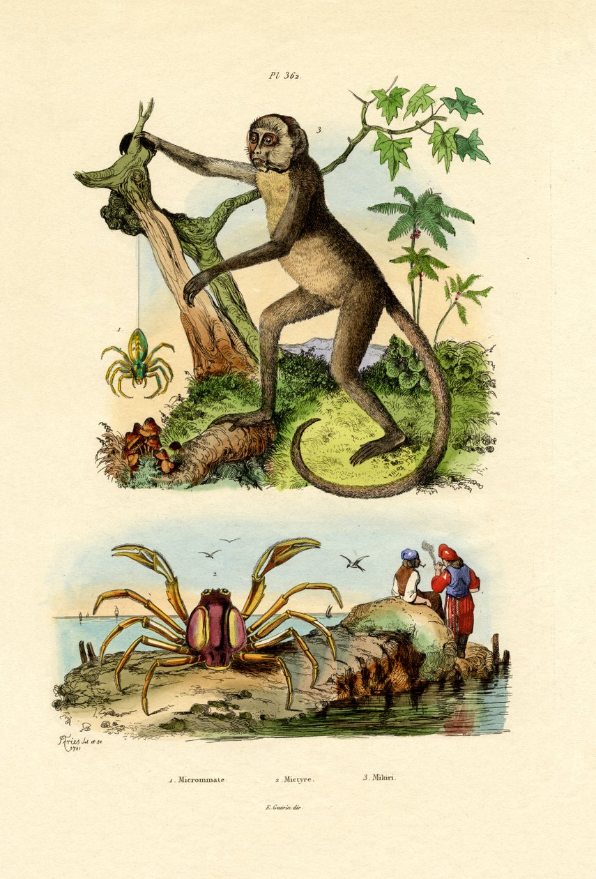 Grüne Jagdspinne von French School