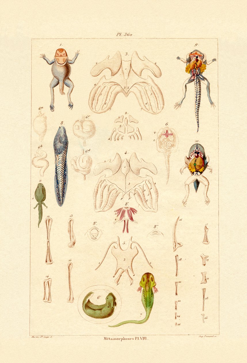 Metamorphose von French School