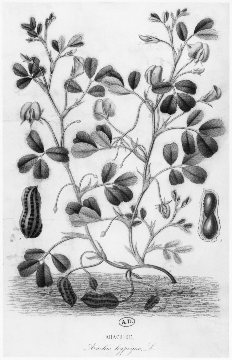 Erdnuss (Arachis hypogaea) von French School