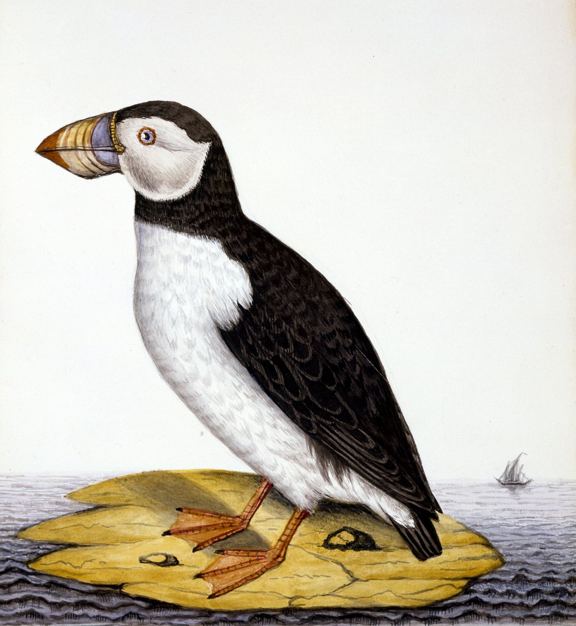 Papageientaucher, Marmon Fratercula, ca. 1840 von French School