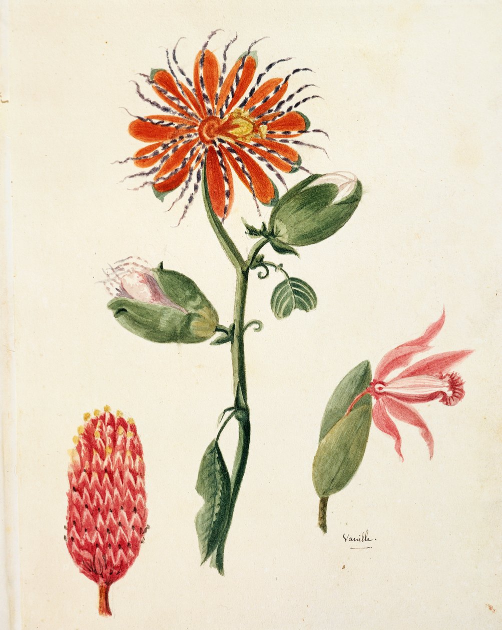 Vanille-Orchidee (Vanilla planifolia) von Lejeune von French School