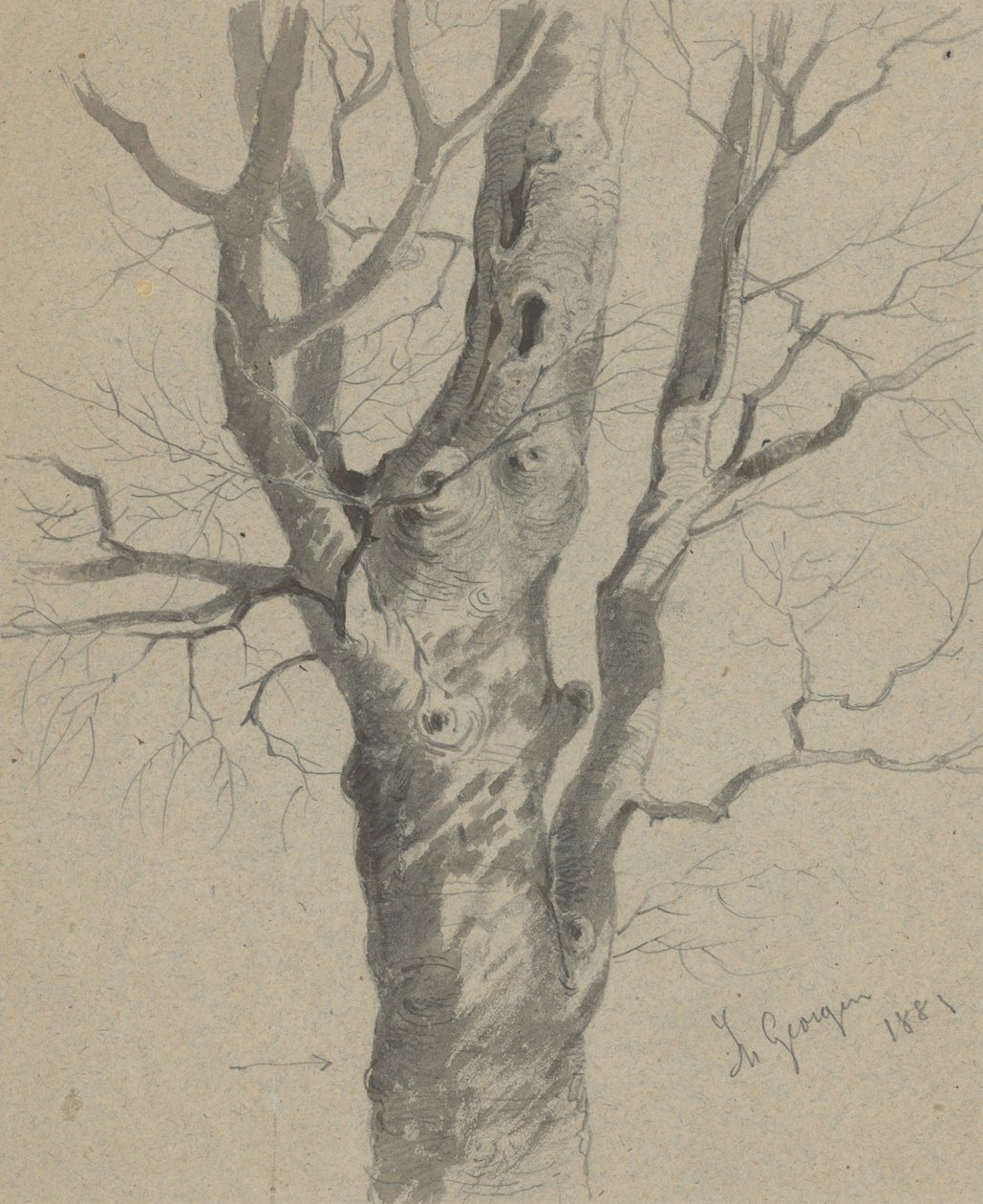 Studie eines verknoteten Baumstamms von Friedrich Carl von Scheidlin