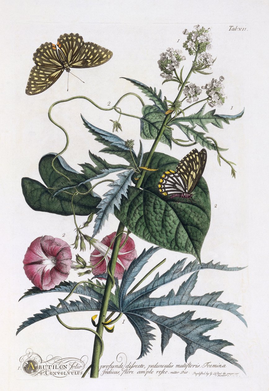 Abutilon und Convolvulus, um 1748 von Georg Dionysius Ehret