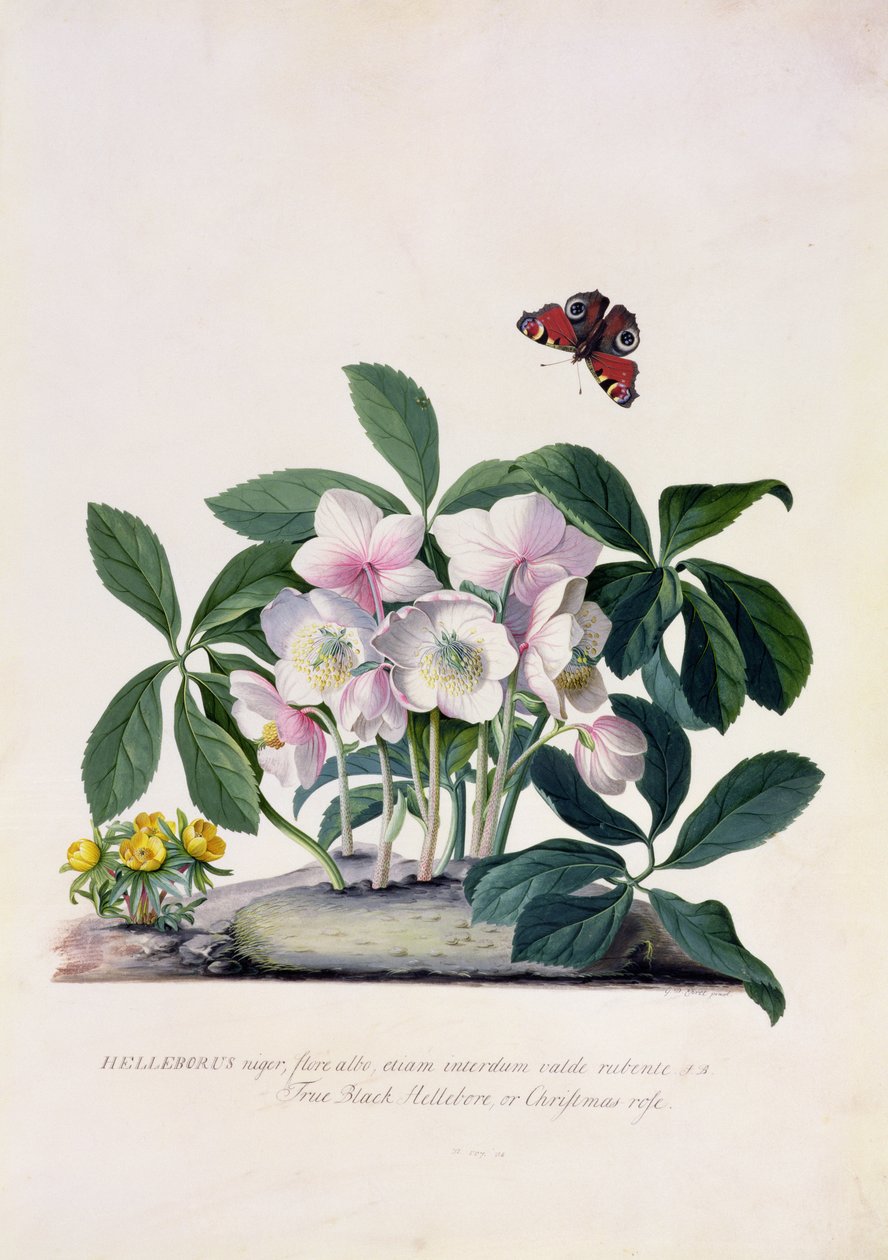 Christrose (Helleborus niger) und Winterling (Eranthis hyemalis) von Georg Dionysius Ehret