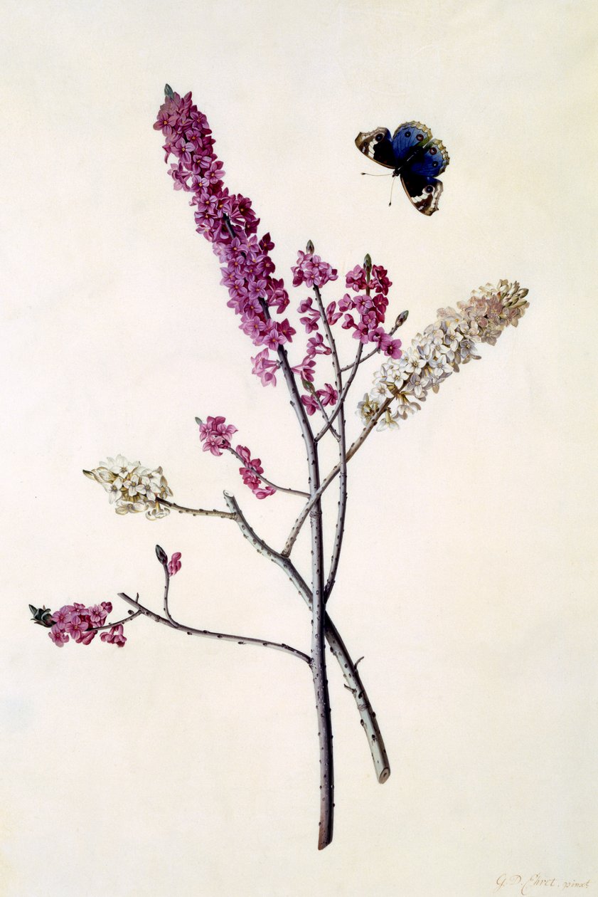 Daphne Mezereum mit Schmetterling, ca. 1740 von Georg Dionysius Ehret