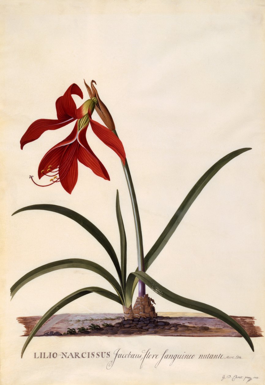 Lilio-Narzisse, Jakobäische Lilie, ca. 1743 von Georg Dionysius Ehret