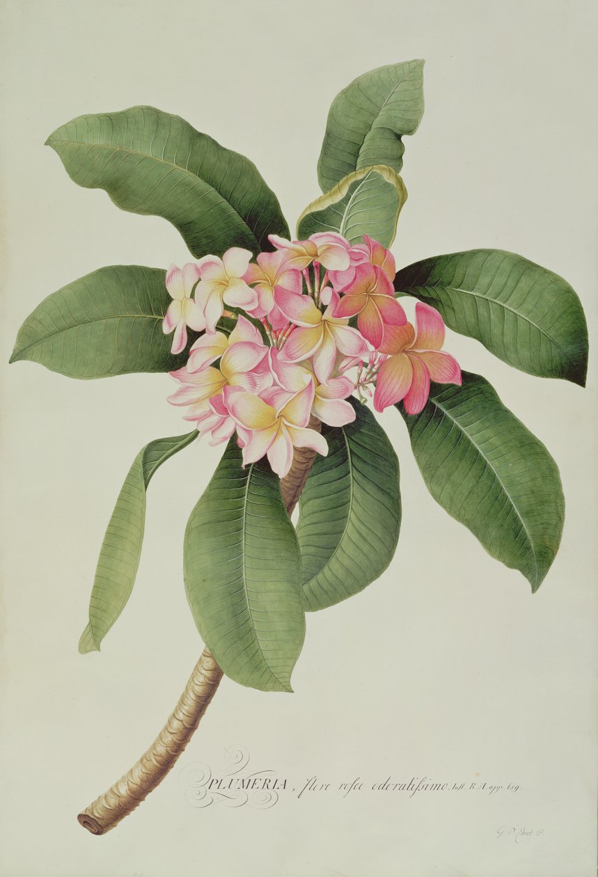 Plumeria von Georg Dionysius Ehret