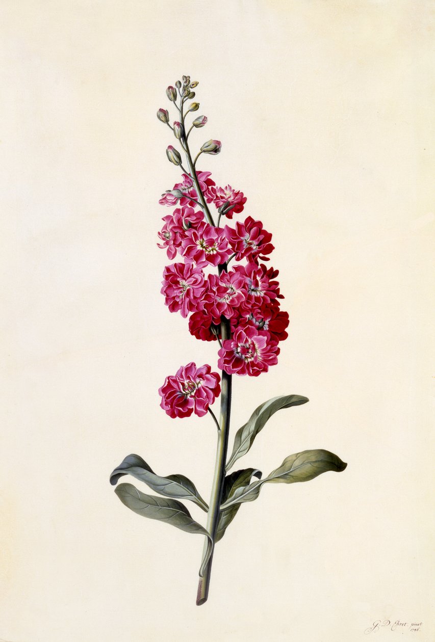 Levkoje, Matthiola incana, ca. 1746 von Georg Dionysius Ehret