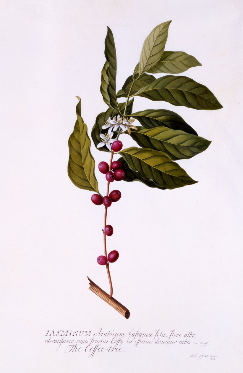 Der Kaffeebaum, ca. 1743 von Georg Dionysius Ehret