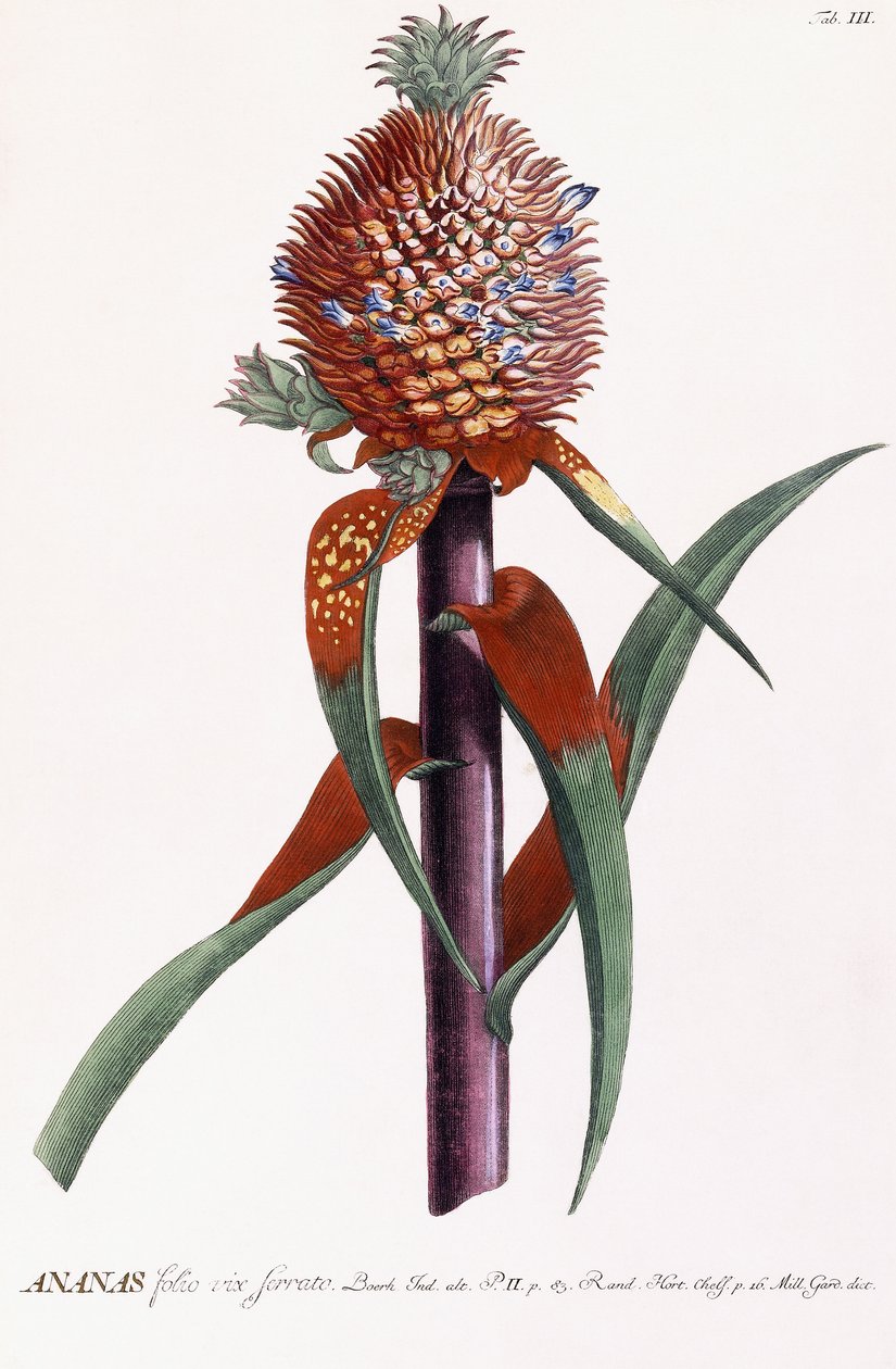 Ananas von Georg Dionysius Ehret