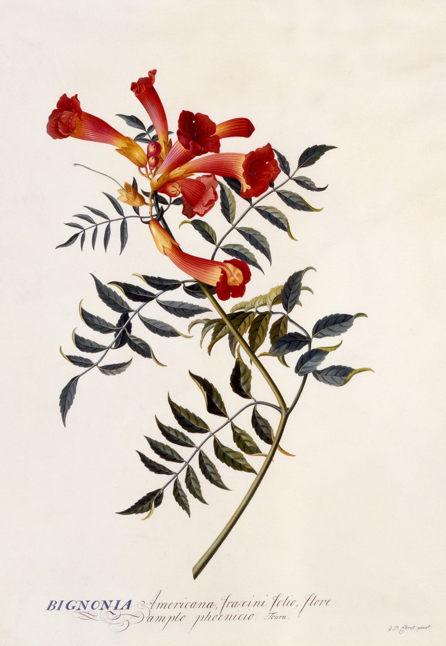 Bignonia Americana von Georg Dionysius Ehret