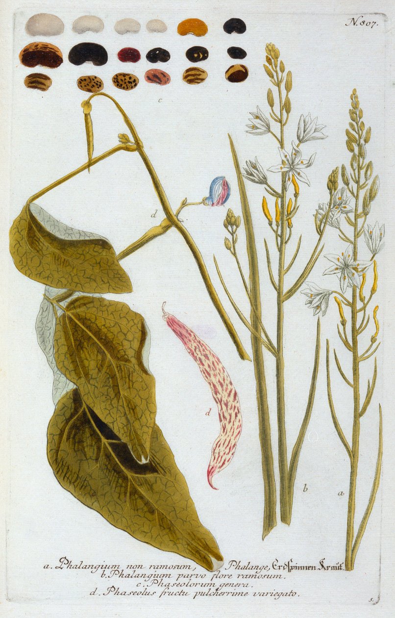 Phalangium von "Georg Dionysius Ehret