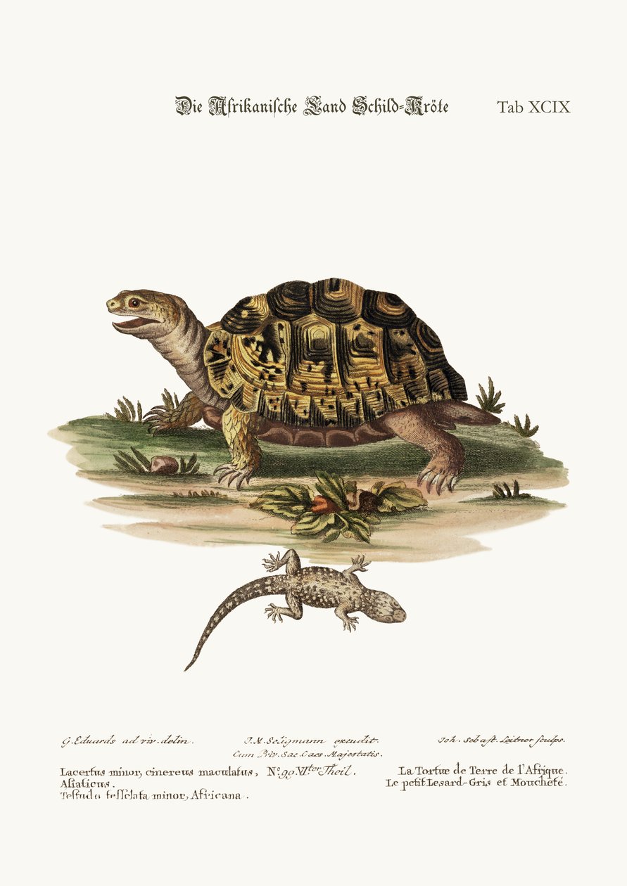 Die Afrikanische Landschildkröte. Die kleine gefleckte Graue Eidechse, 1749-73 von George Edwards