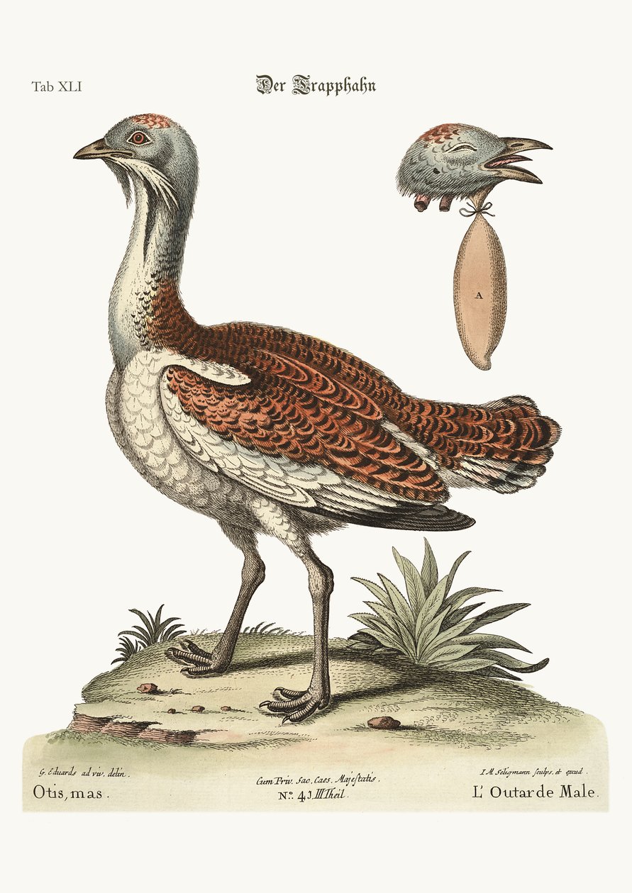 Der Trappenhahn, 1749-73 von George Edwards