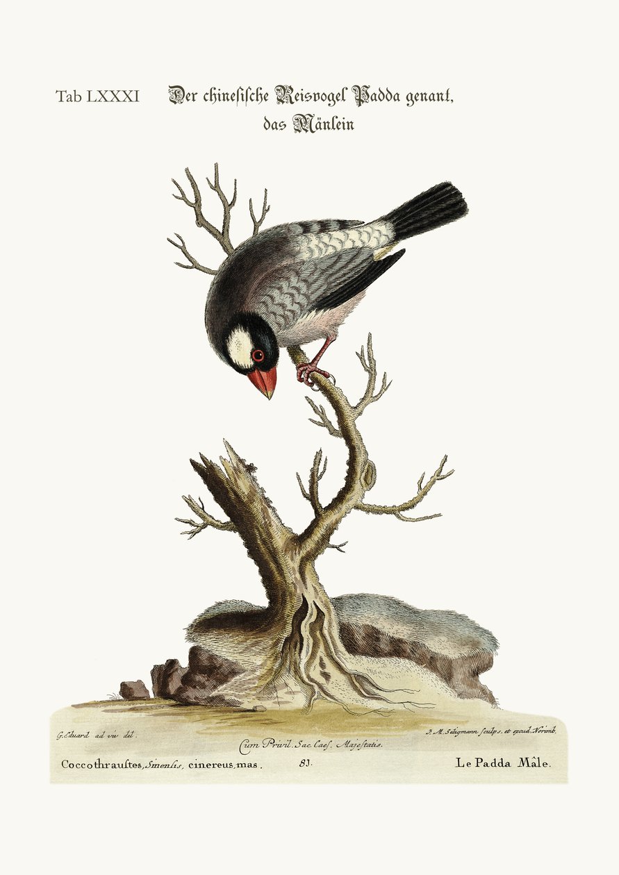 Der Reisvogel, 1749-73 von George Edwards
