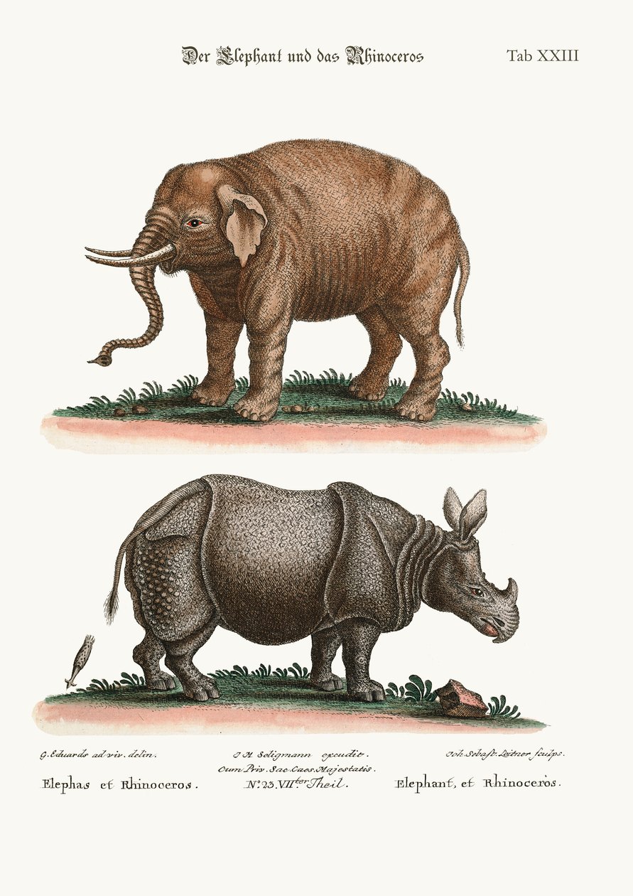 Der Elefant und das Nashorn, 1749-73 von George Edwards