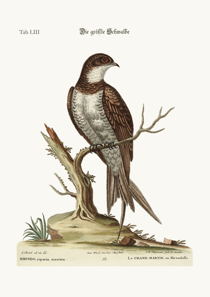 Der größte Martin oder Swift, 1749-73 von George Edwards