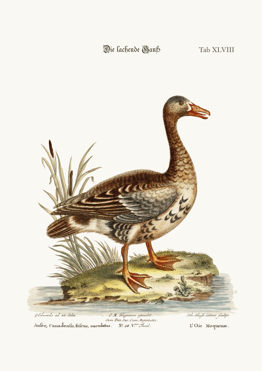 Die lachende Gans, 1749-73 von George Edwards