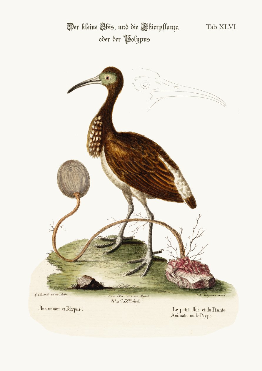 Der Kleine Ibis und die Tierpflanze oder Polyp, 1749-73 von George Edwards