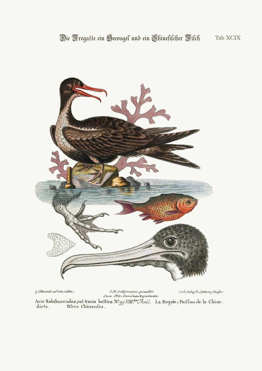 Der Kriegsvogel, der chinesische Fisch, 1749-73 von George Edwards