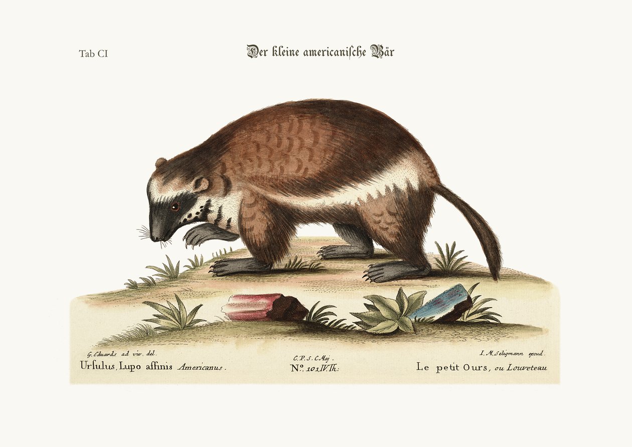 Der Quick-Hatch oder Wolverene, 1749-73 von George Edwards