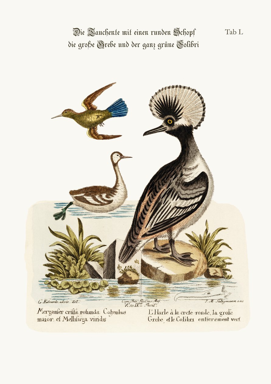 Der Rundkamm-Ente, der Große Dobchick und der Ganzgrüne Kolibri, 1749-73 von George Edwards