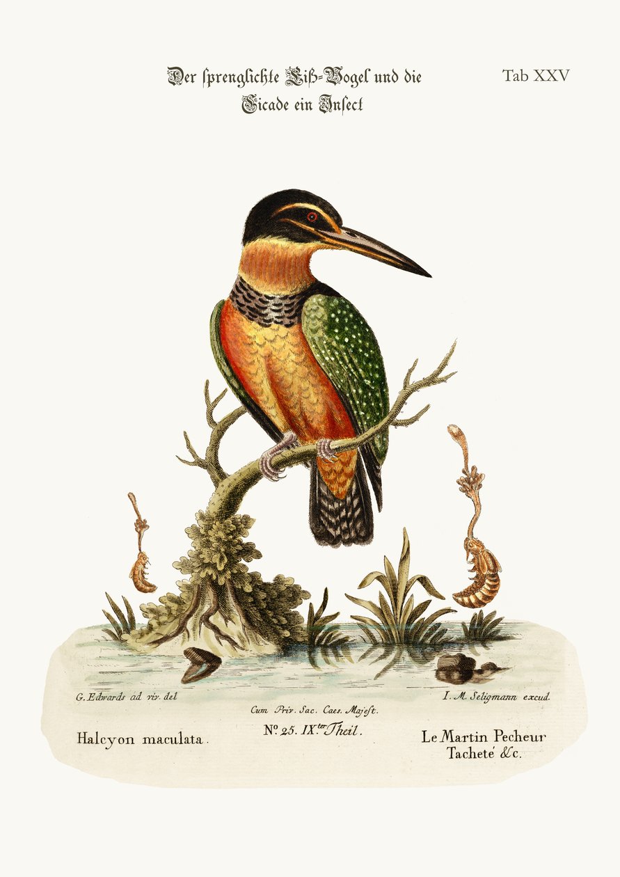 Der gefleckte Eisvogel, 1749-73 von George Edwards