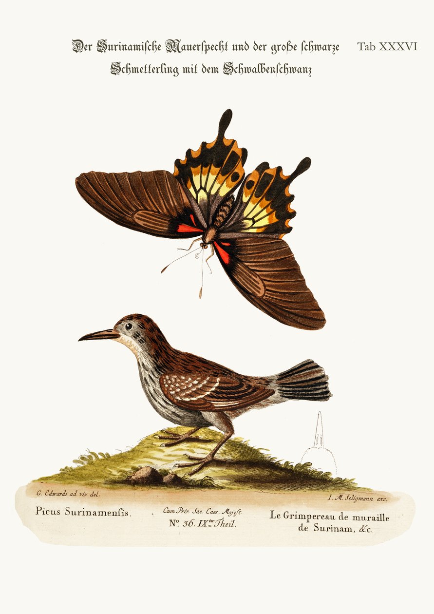 Der Mauerläufer von Surinam und der Große Dunkle Schwalbenschwanz, 1749-73 von George Edwards