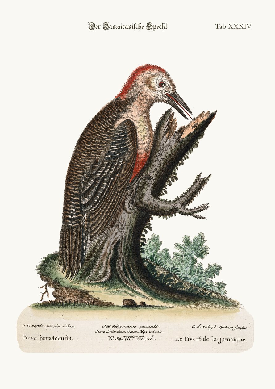 Der Specht von Jamaika, 1749-73 von George Edwards