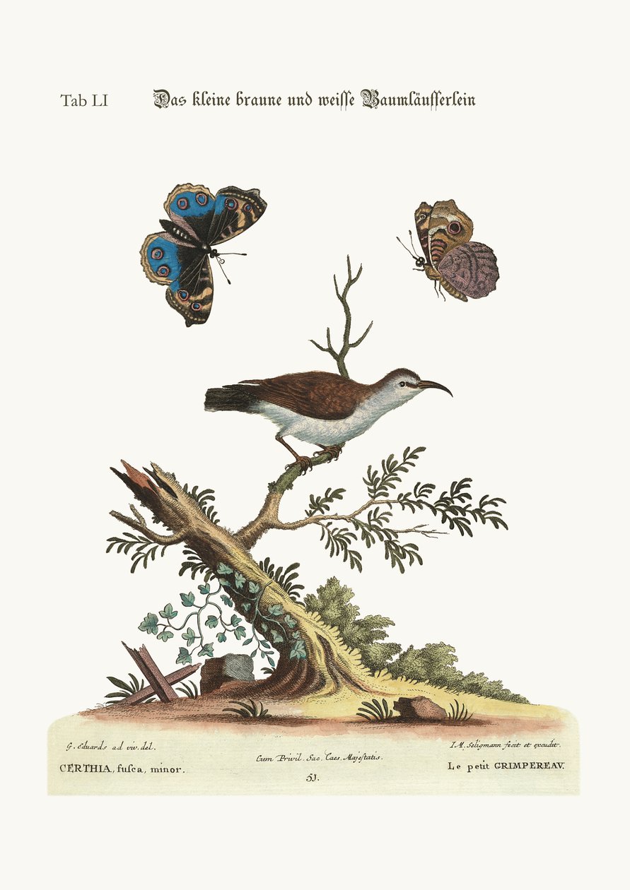 Der kleine Braun- und Weißbaumläufer, 1749-73 von George Edwards