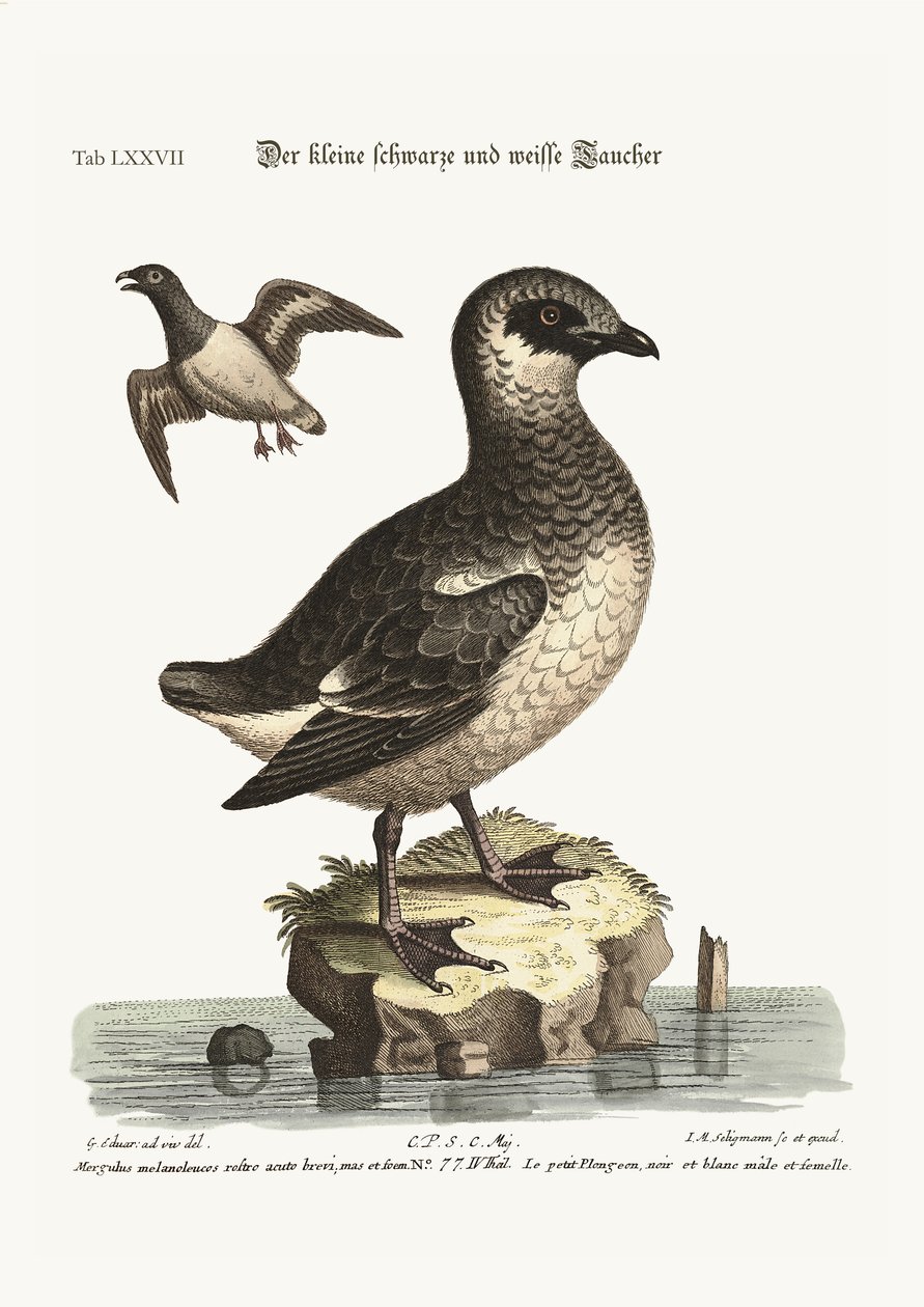 Die kleinen Schwarz-Weiß-Taucher, 1749-73 von George Edwards