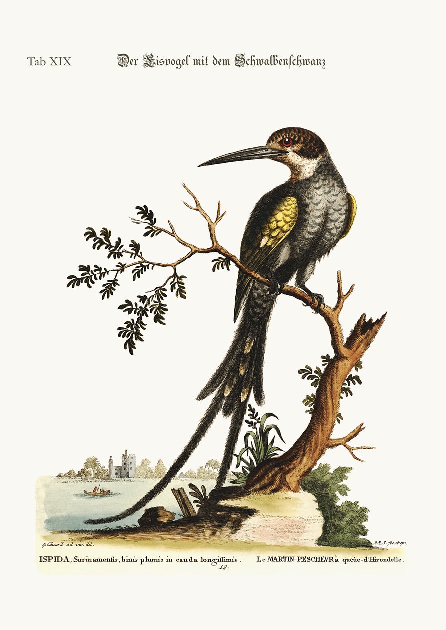 Der Schwalbenschwanz-Eisvogel, 1749-73 von George Edwards