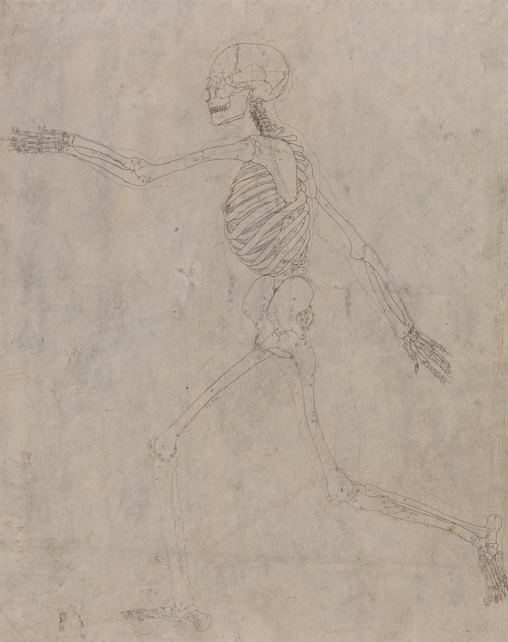 Vergleichende anatomische Darstellung der Struktur des menschlichen Körpers mit der eines Tigers und einer Kuh von George Stubbs