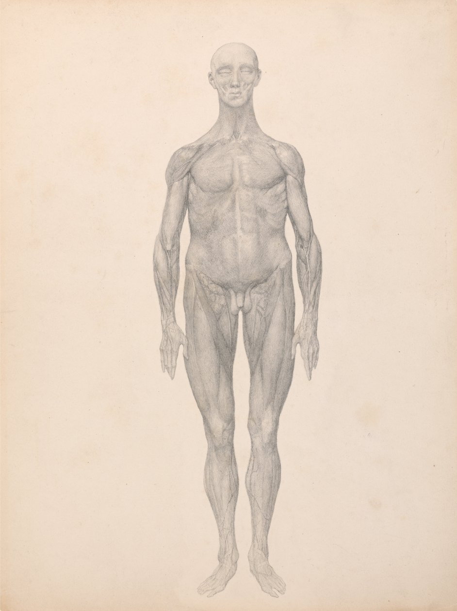 Vergleichende anatomische Darstellung der Struktur des menschlichen Körpers mit der eines Tigers und einer Kuh von George Stubbs