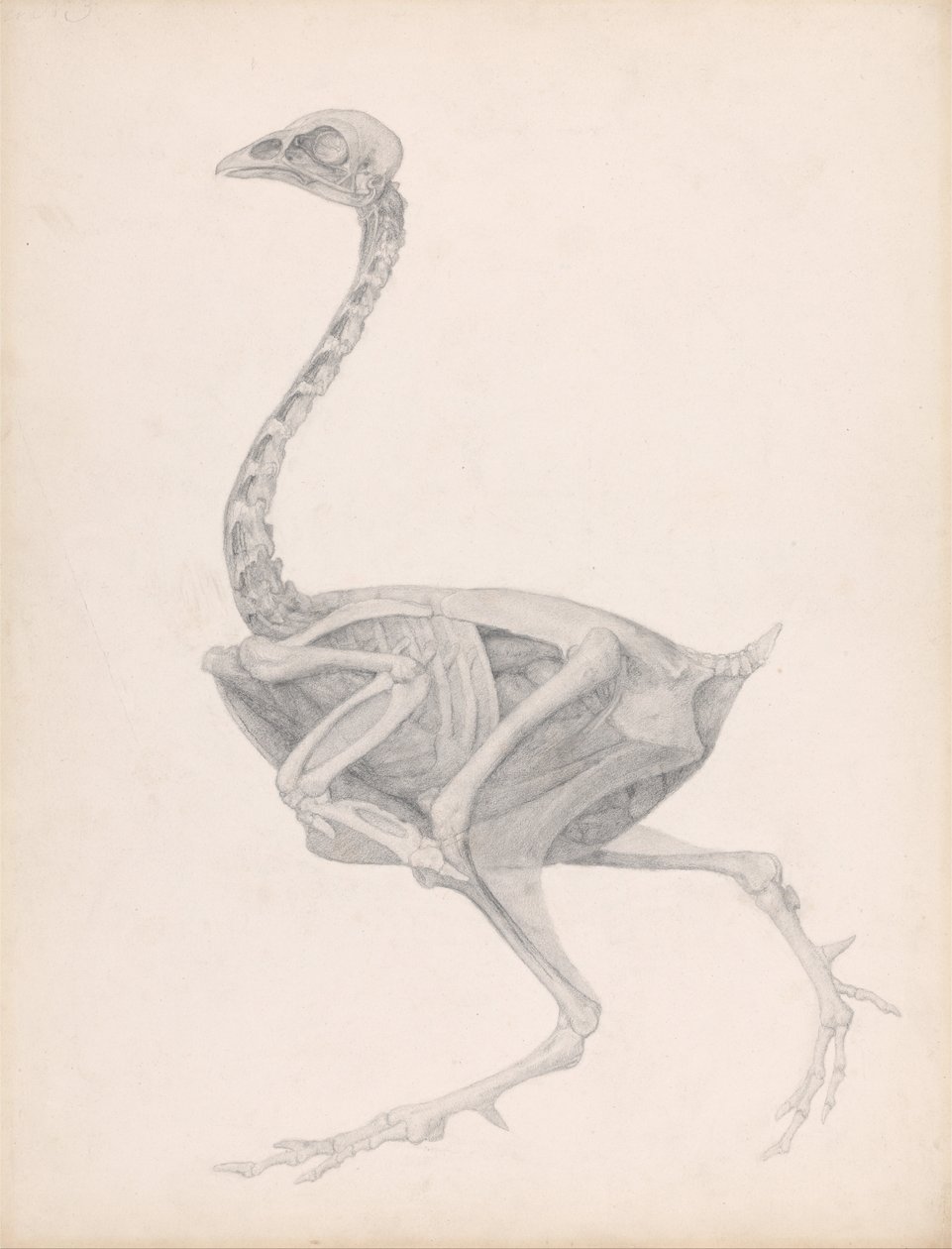 Vergleichende anatomische Darstellung der Struktur des menschlichen Körpers eines Straußes von George Stubbs
