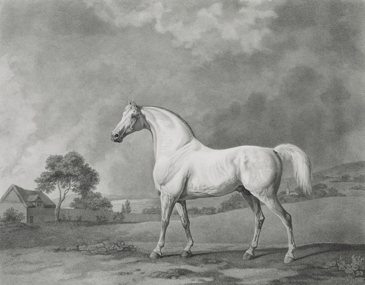 Mambrino, graviert von George Townley Stubbs, veröffentlicht 1794 von George Stubbs