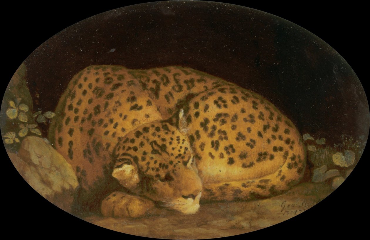 Schlafender Leopard von George Stubbs