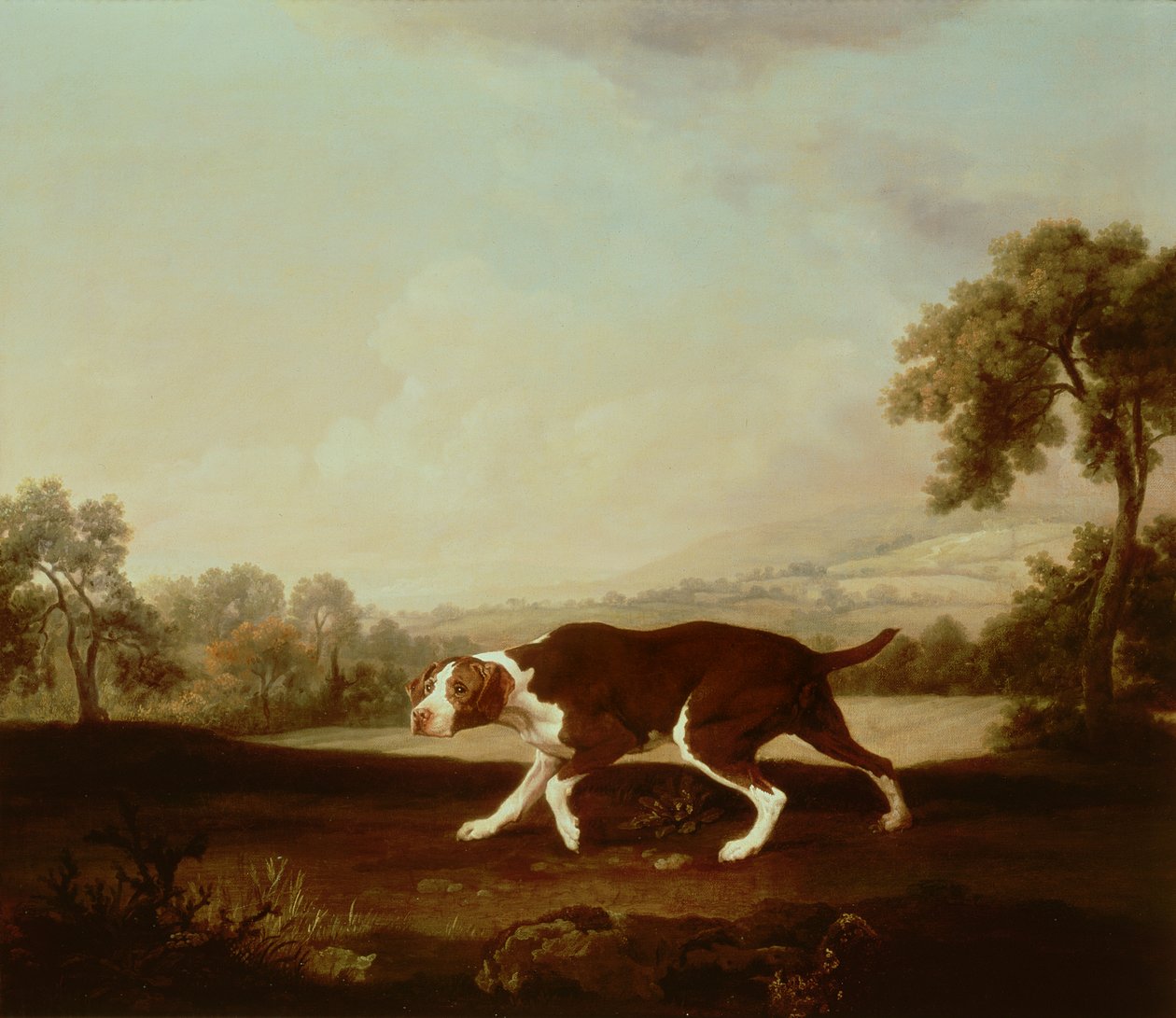 Spanischer Vorstehhund von George Stubbs