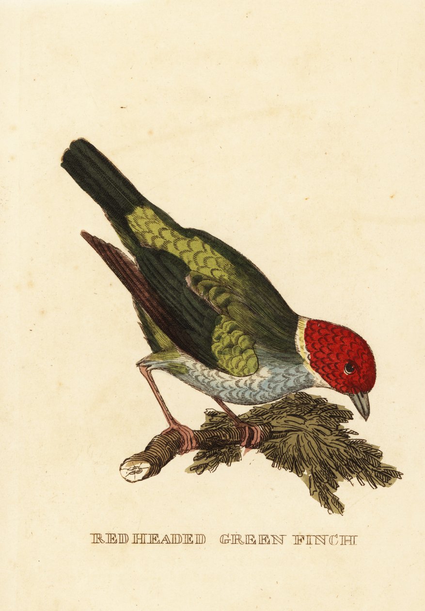 Kupferkopftangare, Tangara gyrola von George (after) Edwards