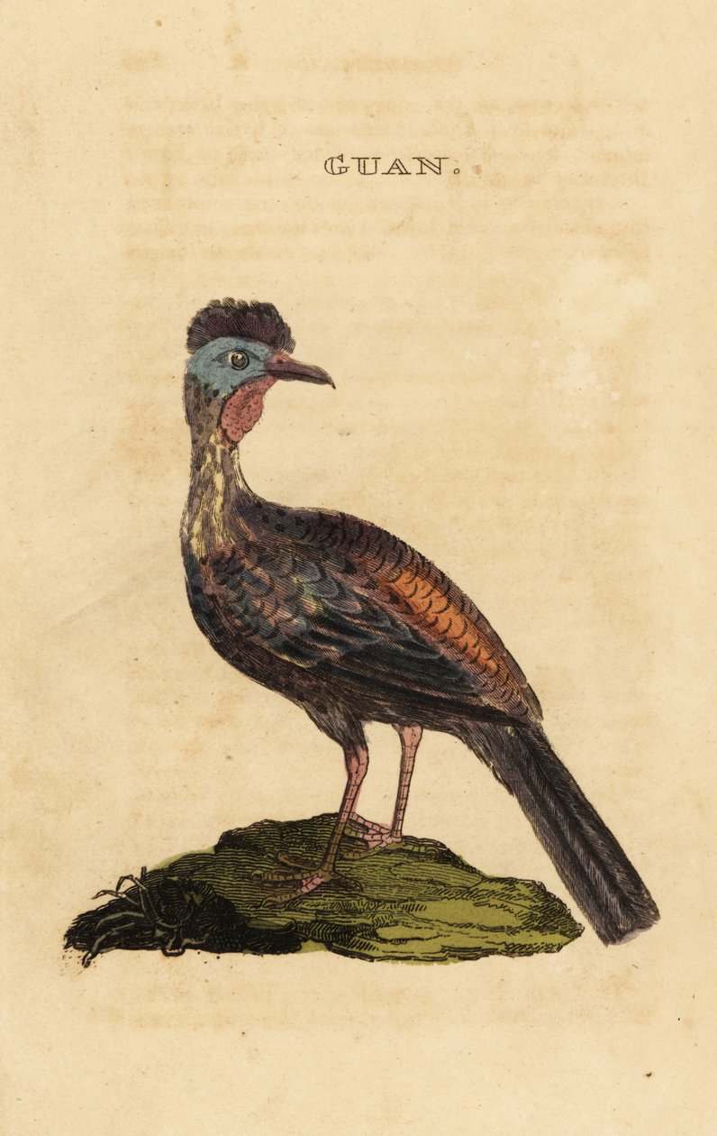 Hokko, Penelope purpurascens von George (after) Edwards