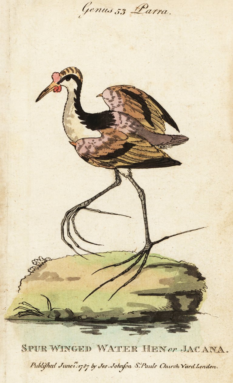 Blatthühnchen, Jacana jacana von George (after) Edwards