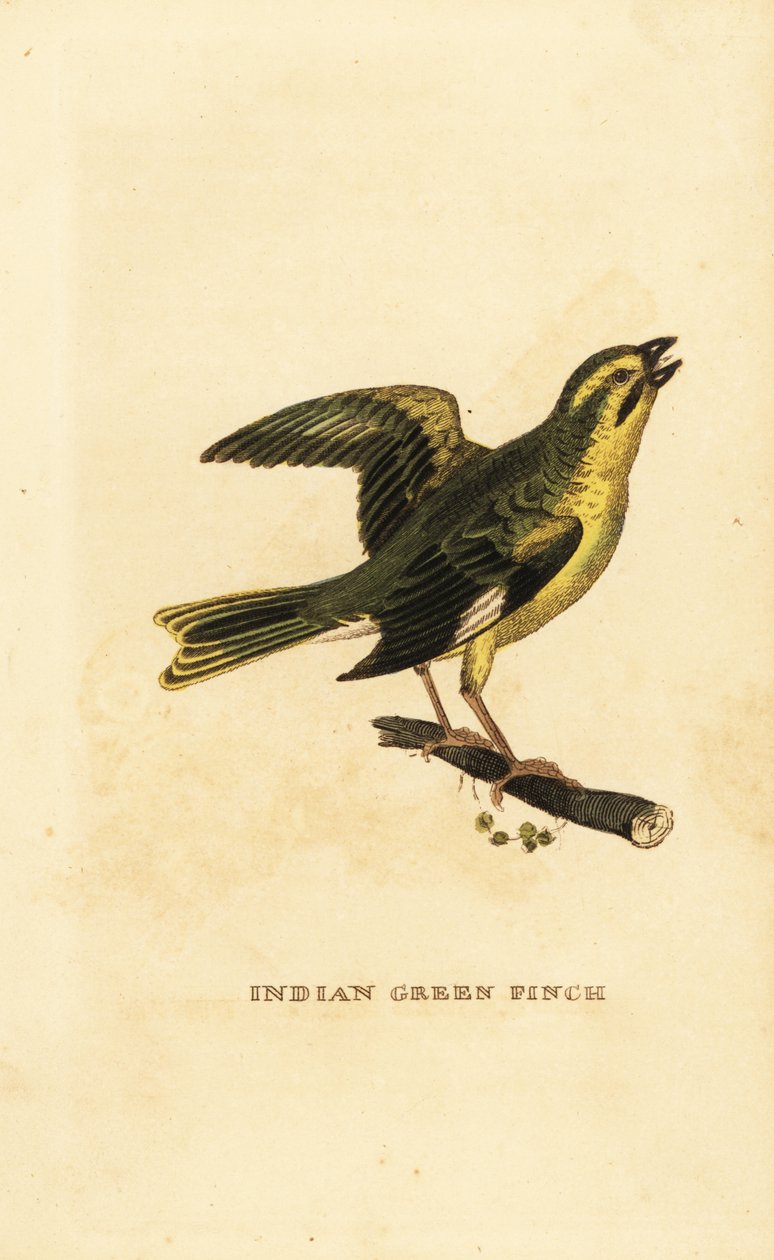Gelbbauch-Grünfink, Chloris spinoides von George (after) Edwards