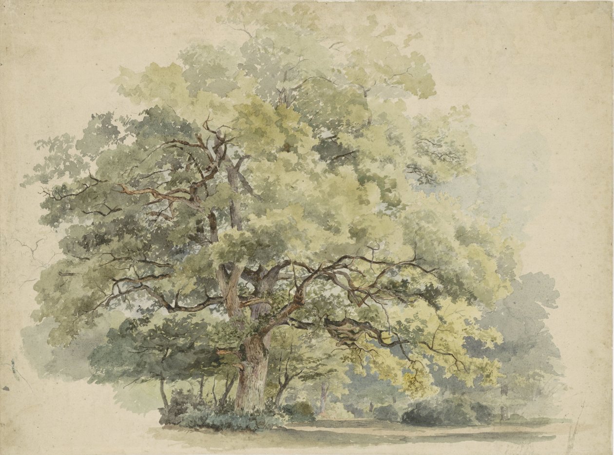 Baumstudie von George Andries Roth